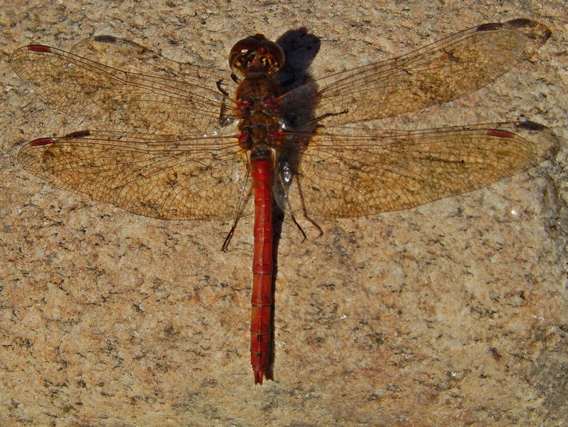 M e F di Sympetrum ?